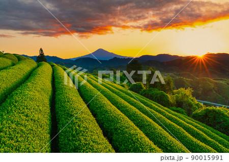 日の出の茶畑と富士山 90015991