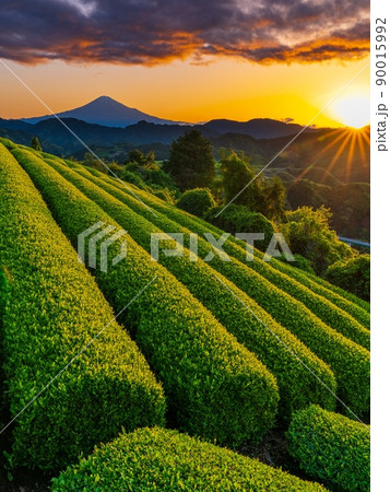 朝焼けの茶畑と富士山 90015992