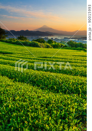 日本平からの茶畑と富士山 日本平からの茶畑と富士山 90015993