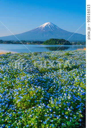 ネモフィラの花畑と富士山 90016015