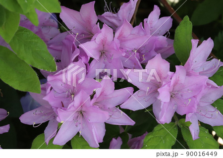 春の日本の庭に咲くピンク色のツツジの花 春の日本の庭に咲くピンク色のツツジの花 90016449