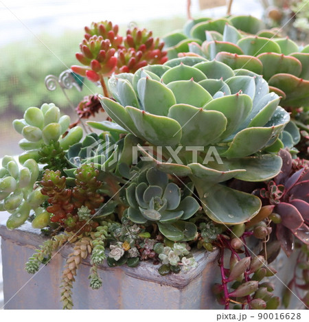 多肉植物寄せ植え 多肉植物寄せ植え 90016628