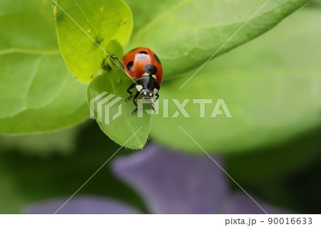 春の日本の野原で葉っぱに止まるナナホシテントウムシ 90016633
