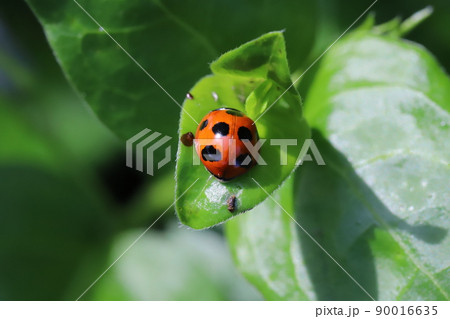 春の日本の野原で葉っぱに止まるナナホシテントウムシ 90016635