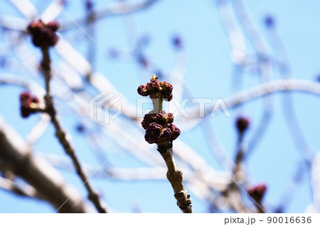 ヤチダモの芽吹き ヤチダモの芽吹き 90016636
