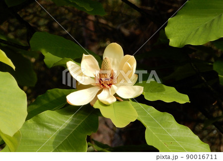 群馬県伊香保町のホウノキの花 90016711