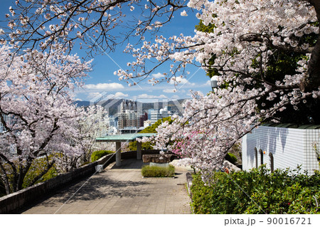桜名所の比治山公園風景です。このロケーションの素晴らしさをご覧ください。遠景は広島市街地です。広島県 90016721