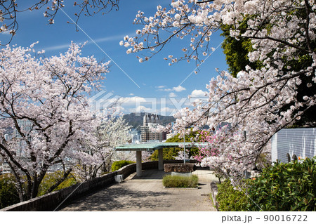 桜名所の比治山公園風景です。このロケーションの素晴らしさをご覧ください。遠景は広島市街地です。広島県 桜名所の比治山公園風景です。このロケーションの素晴らしさをご覧ください。遠景は広島市街地です。広島県 90016722
