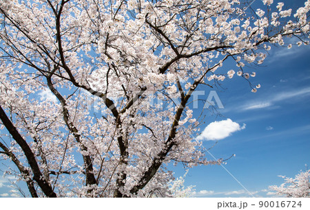 桜名所の比治山公園風景です。満開桜の素晴らしさをご覧ください。遠景は広島市街地です。広島県 90016724