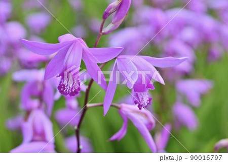 5月の花、シラン 90016797