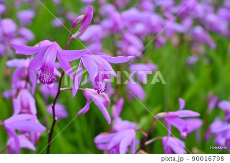 5月の花、シラン 5月の花、シラン 90016798