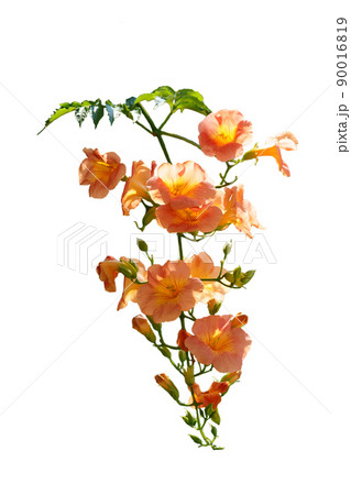 ノウゼンカズラの房状の花 白バック ノウゼンカズラの房状の花 白バック 90016819