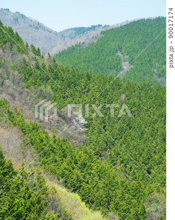 資料_スギ花粉 90017174