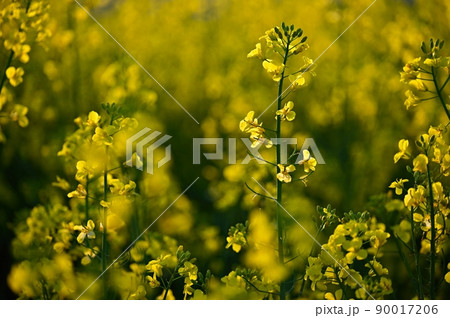 Rapeseed field at sunset. Beautiful yellow nature background for spring and spring time. Concept for agriculture and industry. (Brassica napus) 90017206