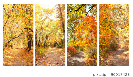 Calm fall season. Set of vertical banners with beautiful landscape and road in autumn forest Calm fall season. Set of vertical banners with beautiful landscape and road in autumn forest 90017428