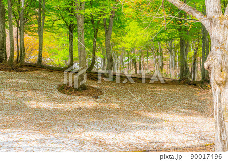 【初夏素材】新緑のブナ林・根開け【長野県】 【初夏素材】新緑のブナ林・根開け【長野県】 90017496