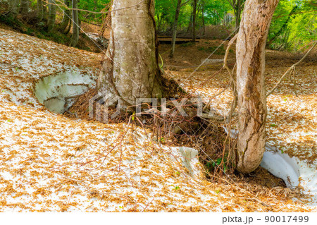 【初夏素材】新緑のブナ林・根開け【長野県】 【初夏素材】新緑のブナ林・根開け【長野県】 90017499