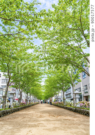 【神奈川県】爽やかな新緑が綺麗な鎌倉の段葛 90017577