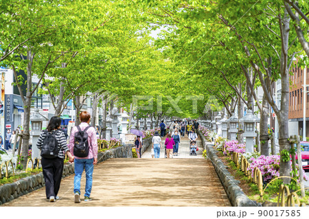 【神奈川県】爽やかな新緑が綺麗な鎌倉の段葛 【神奈川県】爽やかな新緑が綺麗な鎌倉の段葛 90017585