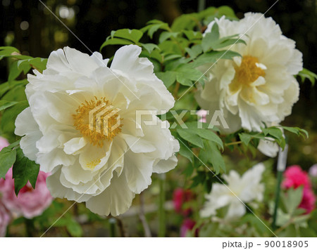 風景素材　初夏の爽かな陽射しに映える鮮やかな牡丹の花 90018905
