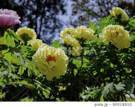 風景素材　初夏の爽かな陽射しに映える鮮やかな牡丹の花 90018910