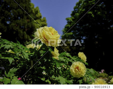 風景素材　初夏の爽かな陽射しに映える鮮やかな牡丹の花 90018913