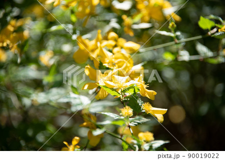 鮮やかな黄色の花の写真素材 [90019022] - PIXTA