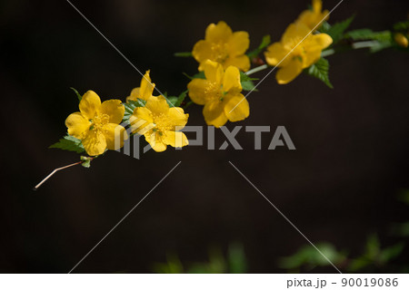 草原に鮮やかな黄色の花 90019086