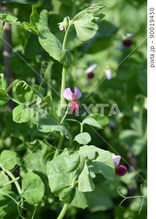 きぬさや豌豆の収穫・家庭菜園 きぬさや豌豆の収穫・家庭菜園 90019450