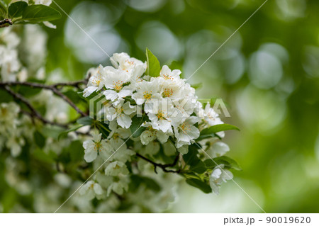 白い桜 背景緑 白い桜 背景緑 90019620