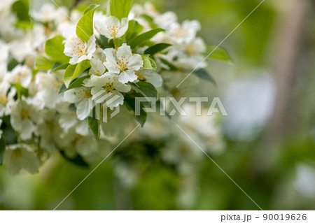 白い桜 背景緑 白い桜 背景緑 90019626