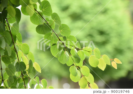 桂の木の新緑 桂の木の新緑 90019746