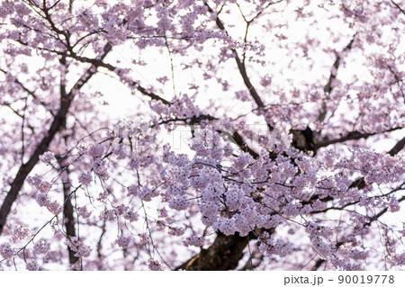空一面の桜 空一面の桜 90019778
