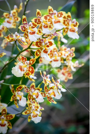 Orchid flower, Odontoglossum 90019869