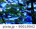 青いもみじ 90019942
