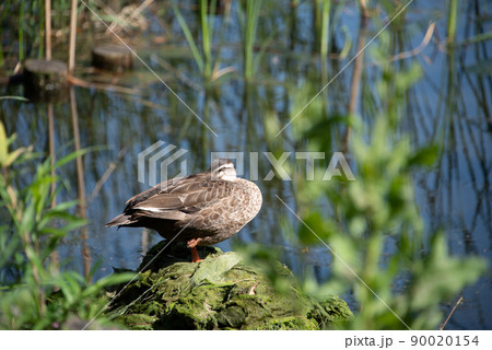 水辺で気持ち様さそうにうたた寝するカルガモ 水辺で気持ち様さそうにうたた寝するカルガモ 90020154