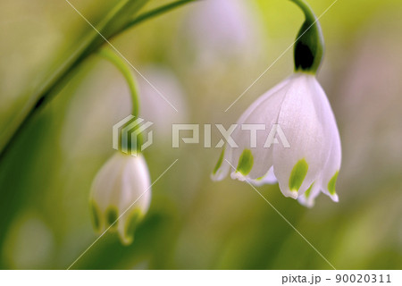 スノーフレーク 90020311