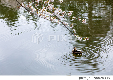 泳ぐカモと桜 泳ぐカモと桜 90020345