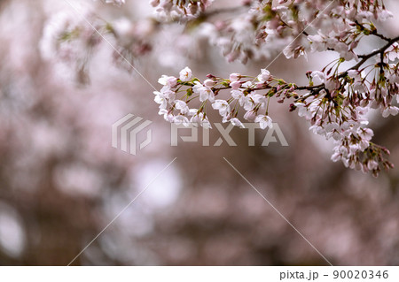 ピンク色の満開の桜 ピンク色の満開の桜 90020346