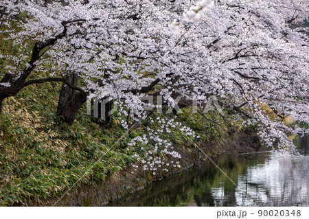 水辺の桜 水辺の桜 90020348