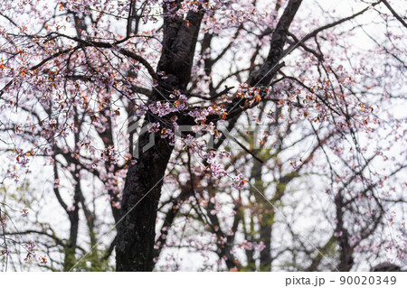 白い背景に映えるピンク色の桜 白い背景に映えるピンク色の桜 90020349