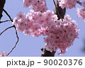 ピンク色のさくら 90020376