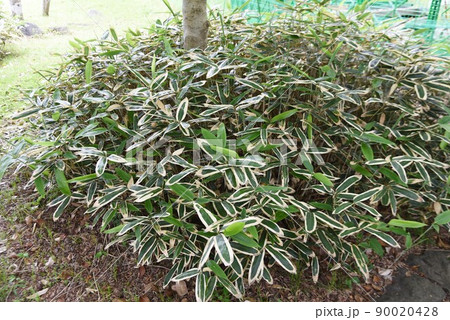 クマザサ 90020428