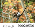 森の中の鳥 90020530