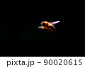 飛んでる蜂 90020615