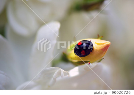 バラと二星てんとう虫 90020726