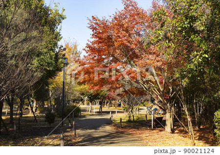 秋の駒場野公園 秋の駒場野公園 90021124