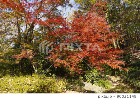 秋の駒場野公園 90021149