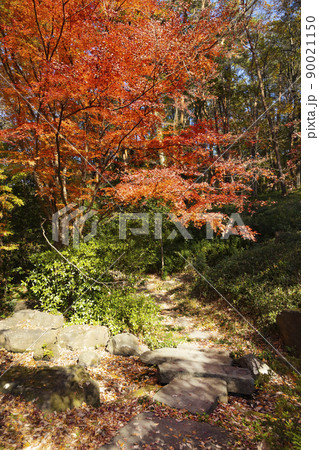 秋の駒場野公園 90021150
