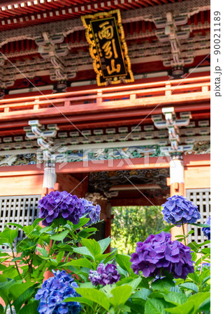雨引観音のあじさい 雨引観音のあじさい 90021189